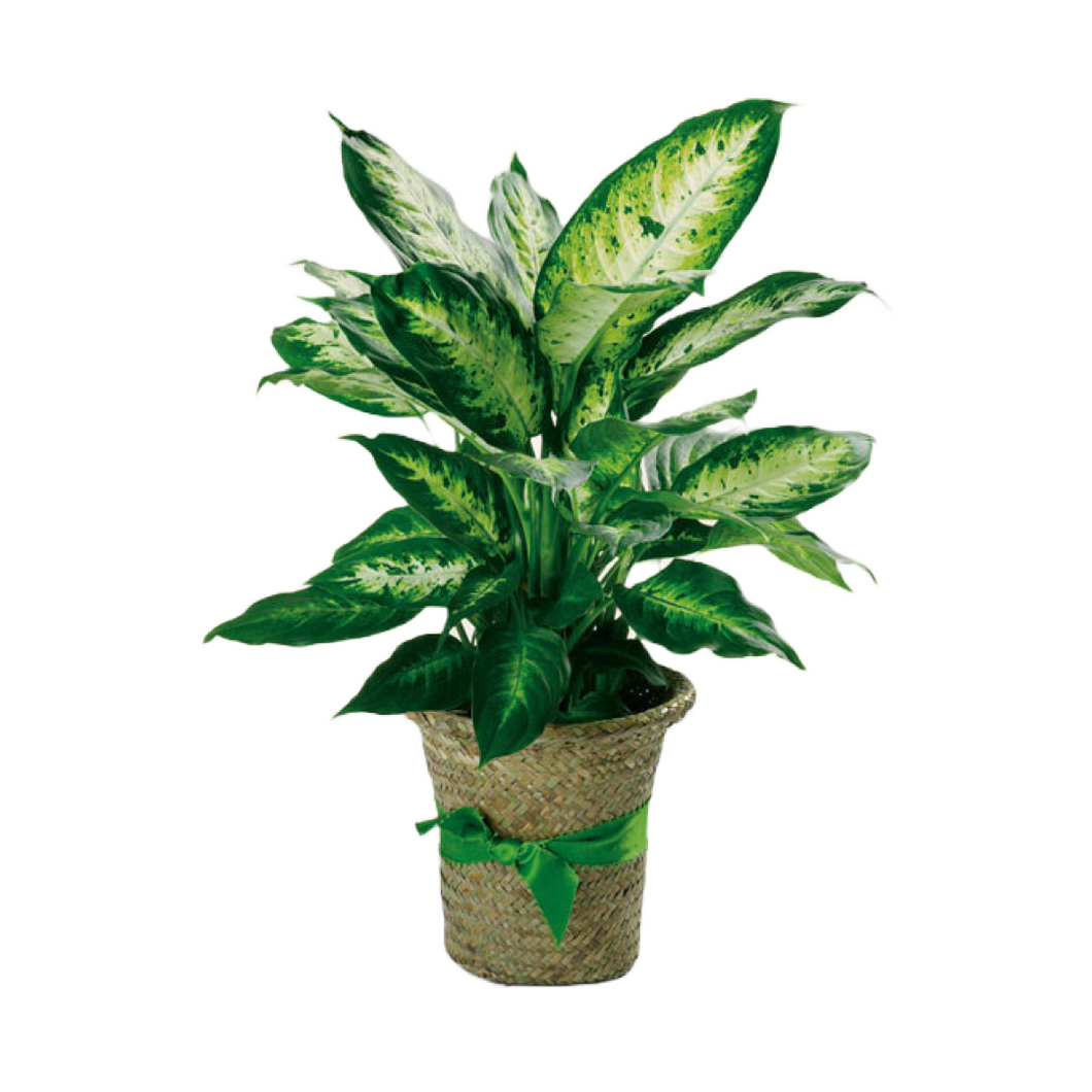 Dieffenbachia